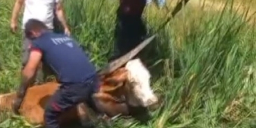 bataklikta-mahsur-kalan-iki-buyukbas-hayvan-itfaiye-ekibi-tarafindan-kurtarildi-zl3UFuuF.jpg