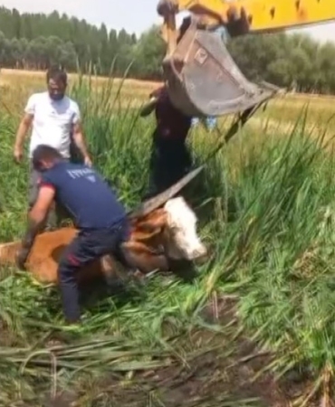 bataklikta-mahsur-kalan-iki-buyukbas-hayvan-itfaiye-ekibi-tarafindan-kurtarildi-zl3UFuuF.jpg
