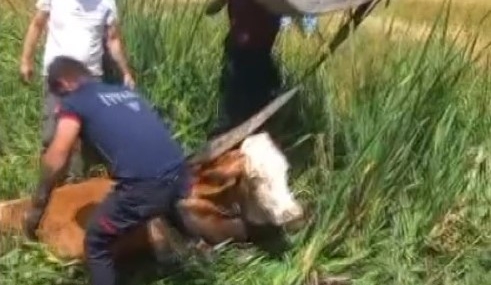 Bataklıkta Mahsur Kalan İki Büyükbaş Hayvan, İtfaiye Ekibi Tarafından Kurtarıldı Bataklıkta Mahsur Kalan İki Büyükbaş Hayvan, İtfaiye Ekibi Tarafından Kurtarıldı