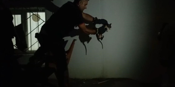 Batman'da Lavabo Borusuna Sıkışan Kediyi İtfaiye Kahramanca Kurtardı Batman’da Lavabo Borusuna Sıkışan Kediyi İtfaiye Kahramanca Kurtardı