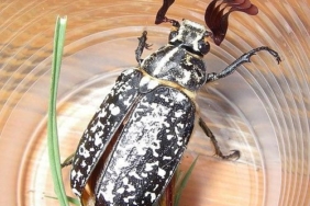 Batman'da Nadir Görülen Eşsiz Bir Böcek Türü Ortaya Çıktı batmanda-nadir-gorulen-essiz-bir-bocek-turu-ortaya-cikti-tiTkAUBK.jpg