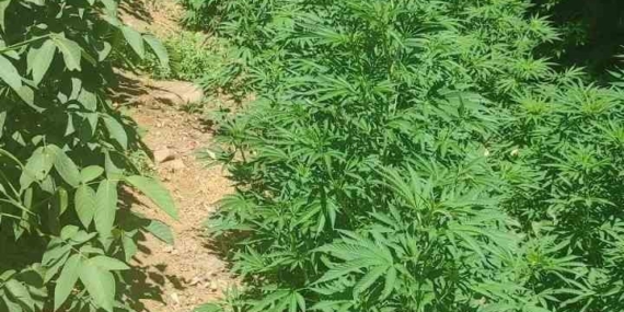 Bingöl'de Tarihi Kenevir Operasyonu: 17 Bin Kök Ele Geçirildi Bingöl’de Tarihi Kenevir Operasyonu: 17 Bin Kök Ele Geçirildi