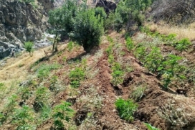 bingolde-uyusturucu-ile-mucadele-yeni-operasyonun-detaylari-cjyZKZwv.jpg