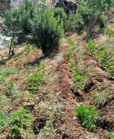 bingolde-uyusturucu-ile-mucadele-yeni-operasyonun-detaylari-cjyZKZwv.jpg