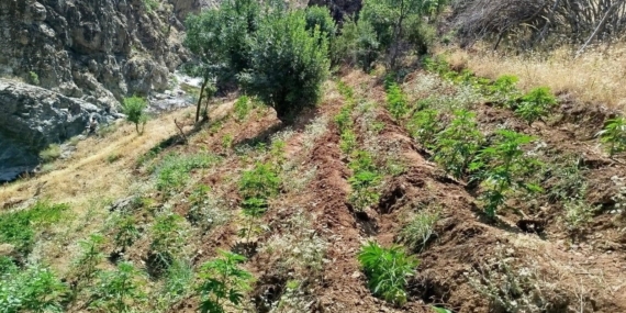 Bingöl'de Uyuşturucu İle Mücadele: Yeni Operasyonun Detayları Bingöl’de Uyuşturucu İle Mücadele: Yeni Operasyonun Detayları