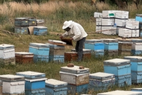 cilo-daginin-essiz-eteklerinde-bal-uretiminin-sirlari-EHEqFJmr.jpg