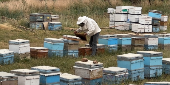Cilo Dağı'nın Eşsiz Eteklerinde Bal Üretiminin Sırları Cilo Dağı’nın Eşsiz Eteklerinde Bal Üretiminin Sırları