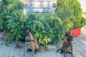 elazigda-jandarma-uyusturucu-saticilarina-gecit-vermiyor-QvuNn9Jb.jpg