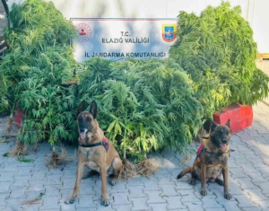 elazigda-jandarma-uyusturucu-saticilarina-gecit-vermiyor-QvuNn9Jb.jpg