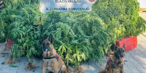 Elazığ'da Jandarma Uyuşturucu Satıcılarına Geçit Vermiyor Elazığ’da Jandarma Uyuşturucu Satıcılarına Geçit Vermiyor