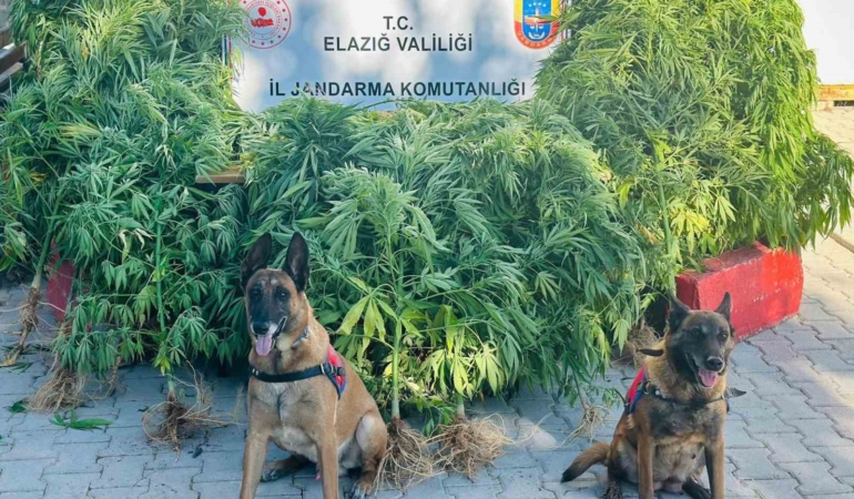 elazigda-jandarma-uyusturucu-saticilarina-gecit-vermiyor-QvuNn9Jb.jpg