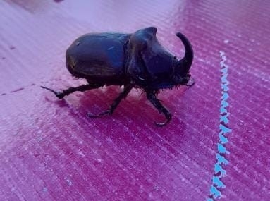 Elazığ’da Nadir Gergedan Böceği Görüntülendi! Elazığ’da Nadir Gergedan Böceği Görüntülendi!