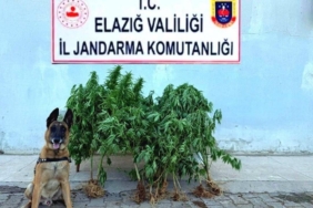 elazigda-tapulu-arazide-ele-gecirilen-kenevirin-hikayesi-kvaackTw.jpg