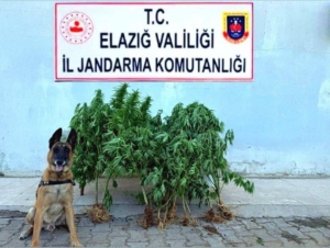 elazigda-tapulu-arazide-ele-gecirilen-kenevirin-hikayesi-kvaackTw.jpg