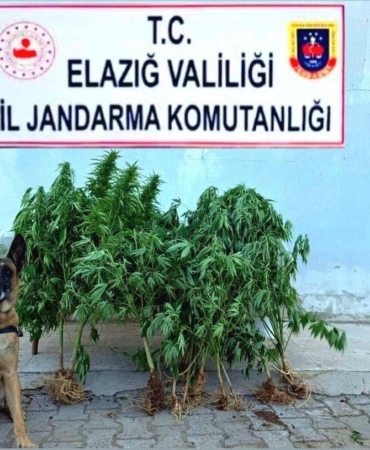 elazigda-tapulu-arazide-ele-gecirilen-kenevirin-hikayesi-kvaackTw.jpg