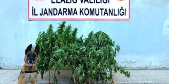 Elazığ'da Tapulu Arazide Ele Geçirilen Kenevirin Hikayesi Elazığ’da Tapulu Arazide Ele Geçirilen Kenevirin Hikayesi