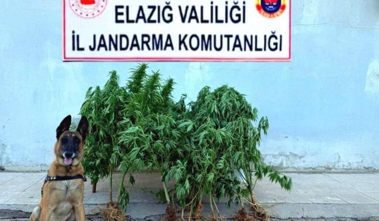elazigda-tapulu-arazide-ele-gecirilen-kenevirin-hikayesi-kvaackTw.jpg
