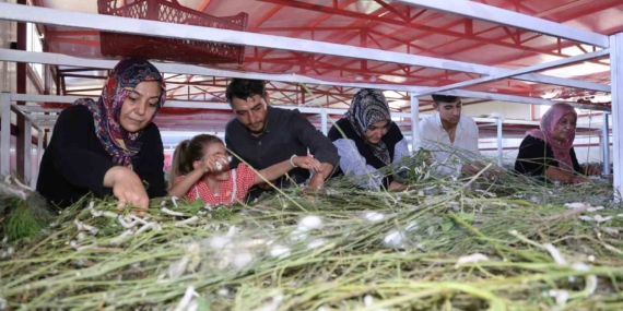 Elazığ'da Tarihin En Büyük İpek Böcekçiliği Çiftliği: Yeni Üreticilere İlham Kaynağı Elazığ’da Tarihin En Büyük İpek Böcekçiliği Çiftliği: Yeni Üreticilere İlham Kaynağı