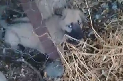 Elazığ'da Tel Örgülere Sıkışan Yavru Köpeği Kahraman Vatandaşlar Kurtardı Elazığ’da Tel Örgülere Sıkışan Yavru Köpeği Kahraman Vatandaşlar Kurtardı