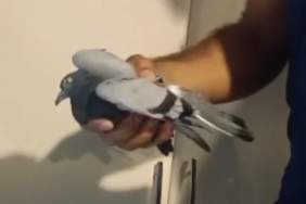 Havalandırma Boşluğunda Sıkışan Güvercin Başarıyla Kurtarıldı havalandirma-boslugunda-sikisan-guvercin-basariyla-kurtarildi-CFWvMk7R.jpg