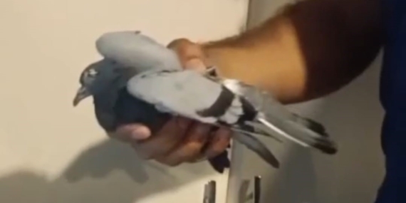 Havalandırma Boşluğunda Sıkışan Güvercin Başarıyla Kurtarıldı