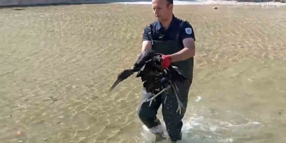 Havuza Düşen Yaralı Leylek, Koruma Altına Alındı ve Tedavi Ediliyor Havuza Düşen Yaralı Leylek, Koruma Altına Alındı ve Tedavi Ediliyor