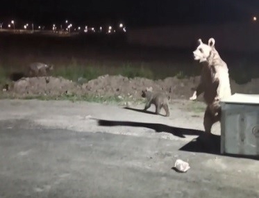 Kars’ta Bir Birey Ayı Saldırısından Kurtulmayı Başardı