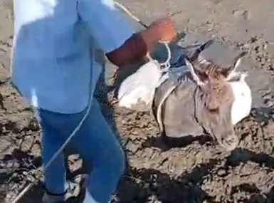 Kars'ta Çamura Saplanan Eşeğin Kurtarılma Hikayesi Kars’ta Çamura Saplanan Eşeğin Kurtarılma Hikayesi