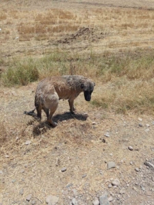 kopegin-hayatina-itfaiye-ekipleri-dokundu-kanal-macerasi-Ke6FFXjg.jpg