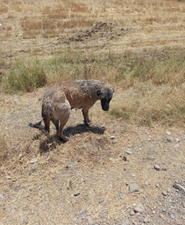 kopegin-hayatina-itfaiye-ekipleri-dokundu-kanal-macerasi-Ke6FFXjg.jpg