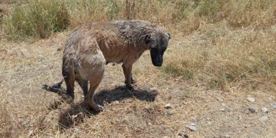 Köpeğin Hayatına İtfaiye Ekipleri Dokundu: Kanal Macerası Köpeğin Hayatına İtfaiye Ekipleri Dokundu: Kanal Macerası