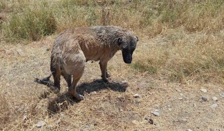 kopegin-hayatina-itfaiye-ekipleri-dokundu-kanal-macerasi-Ke6FFXjg.jpg