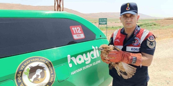 Koruma Altına Alınan Yaralı Şahin: Doğanın Kahramanı Koruma Altına Alınan Yaralı Şahin: Doğanın Kahramanı