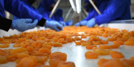 Kuru Kayısı Dış Ticaretinde Süregelen Düşüş: Nedenleri ve Sonuçları Kuru Kayısı Dış Ticaretinde Süregelen Düşüş: Nedenleri ve Sonuçları