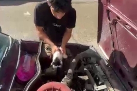 otomobilin-motorunda-sikisan-yavru-kedi-hayata-dondu-XBvc66m2.jpg