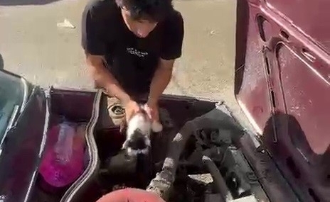 Otomobilin Motorunda Sıkışan Yavru Kedi Hayata Döndü! Otomobilin Motorunda Sıkışan Yavru Kedi Hayata Döndü!