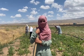 patnosta-seker-pancari-tarlalarinda-kadinlarin-gucu-Pu3m4ISL.jpg
