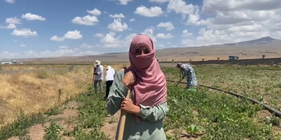Patnos'ta Şeker Pancarı Tarlalarında Kadınların Gücü Patnos’ta Şeker Pancarı Tarlalarında Kadınların Gücü
