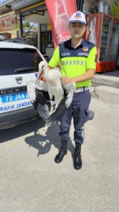 trafik-ekiplerinin-radarina-takilan-yarali-leylek-tedavi-surecine-alindi-Yayg3ptQ.jpg