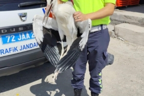 Trafik Ekiplerinin Radarına Takılan Yaralı Leylek, Tedavi Sürecine Alındı trafik-ekiplerinin-radarina-takilan-yarali-leylek-tedavi-surecine-alindi-Yayg3ptQ.jpg