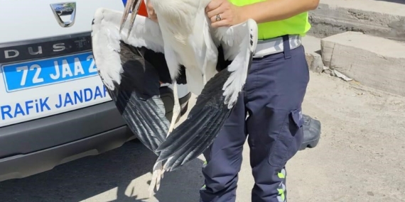 Trafik Ekiplerinin Radarına Takılan Yaralı Leylek, Tedavi Sürecine Alındı Trafik Ekiplerinin Radarına Takılan Yaralı Leylek, Tedavi Sürecine Alındı