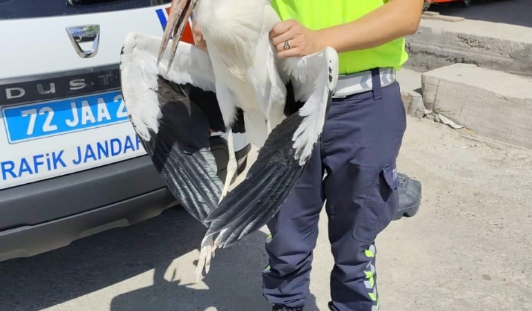 trafik-ekiplerinin-radarina-takilan-yarali-leylek-tedavi-surecine-alindi-Yayg3ptQ.jpg