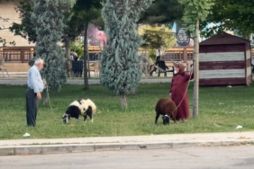 yasli-ciftin-koyunlari-ile-renkli-bir-gun-gecirmesi-NPvgXxBT.jpg