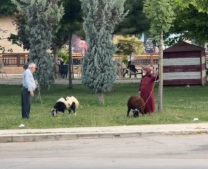 yasli-ciftin-koyunlari-ile-renkli-bir-gun-gecirmesi-NPvgXxBT.jpg