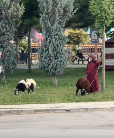 yasli-ciftin-koyunlari-ile-renkli-bir-gun-gecirmesi-NPvgXxBT.jpg