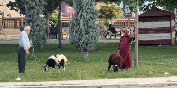 Yaşlı Çiftin Koyunları ile Renkli Bir Gün Geçirmesi Yaşlı Çiftin Koyunları ile Renkli Bir Gün Geçirmesi