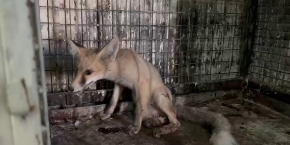 Yolda Bulunan Yaralı Tilki, Acil Tedavi Altına Alındı Yolda Bulunan Yaralı Tilki, Acil Tedavi Altına Alındı