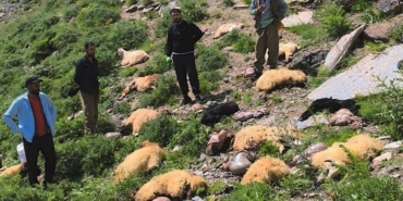 yuksekovada-ucurumdan-dusen-koyunlarin-drami-20-koyunun-12si-hayatini-kaybetti-wNsu66IU.jpg