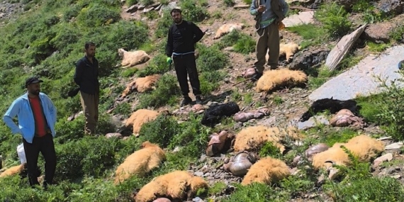 Yüksekova'da Uçurumdan Düşen Koyunların Dramı: 20 Koyunun 12'si Hayatını Kaybetti Yüksekova’da Uçurumdan Düşen Koyunların Dramı: 20 Koyunun 12’si Hayatını Kaybetti