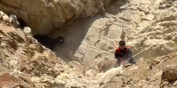 Zorlu Dağ Koşullarında Mahsur Kalan Koyunlar Kurtarıldı Zorlu Dağ Koşullarında Mahsur Kalan Koyunlar Kurtarıldı